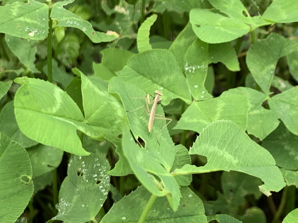 カマキリ