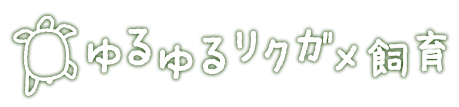 ゆるゆるリクガメ飼育