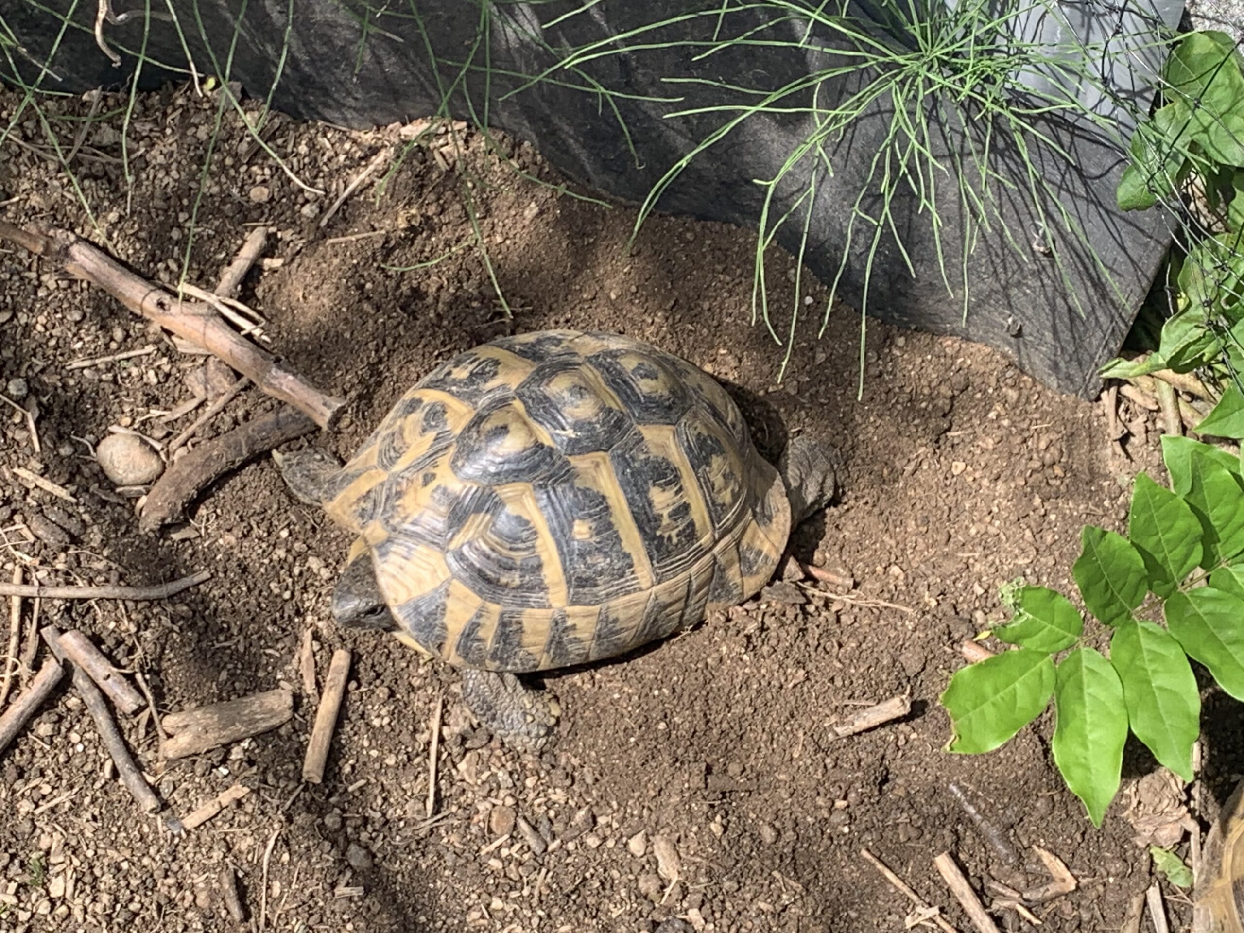 ヘルマン2号さん、後ろ足で穴を掘るもココには産卵せず。